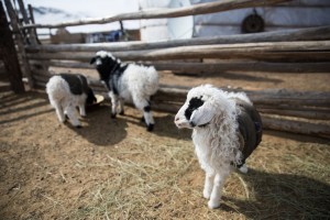 Newborn lambs wear small blankets to protect from the cold in Murun, Khovsgol Province, Mongolia on March 11, 2017. Photographer: Taylor Weidman