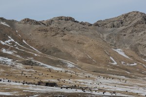 A herd of sheep and goats graze in Murun, Khovsgol Province, Mongolia on March 11, 2017. Photographer: Taylor Weidman