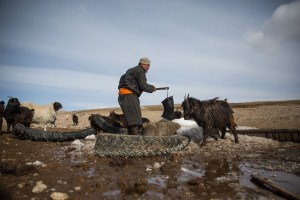 A herder pulls water from a well for his sheep and goat herd in Murun, Khovsgol Province, Mongolia on March 11, 2017. Photographer: Taylor Weidman