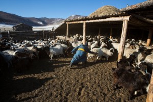 Herders separate pregnant animals from a herd in Murun, Khovsgol Province, Mongolia on March 11, 2017. Photographer: Taylor Weidman