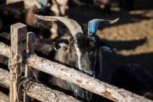 A goat stands in an enclosure in Murun, Khovsgol Province, Mongolia on March 11, 2017. Photographer: Taylor Weidman