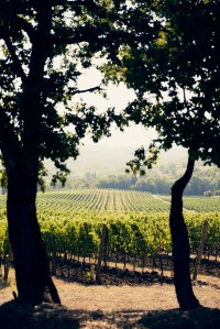 Giovanni Bulgari's wine estate Podernuovo in Palazzone, Italy.