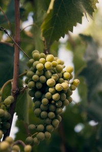 Giovanni Bulgari's wine estate Podernuovo in Palazzone, Italy.