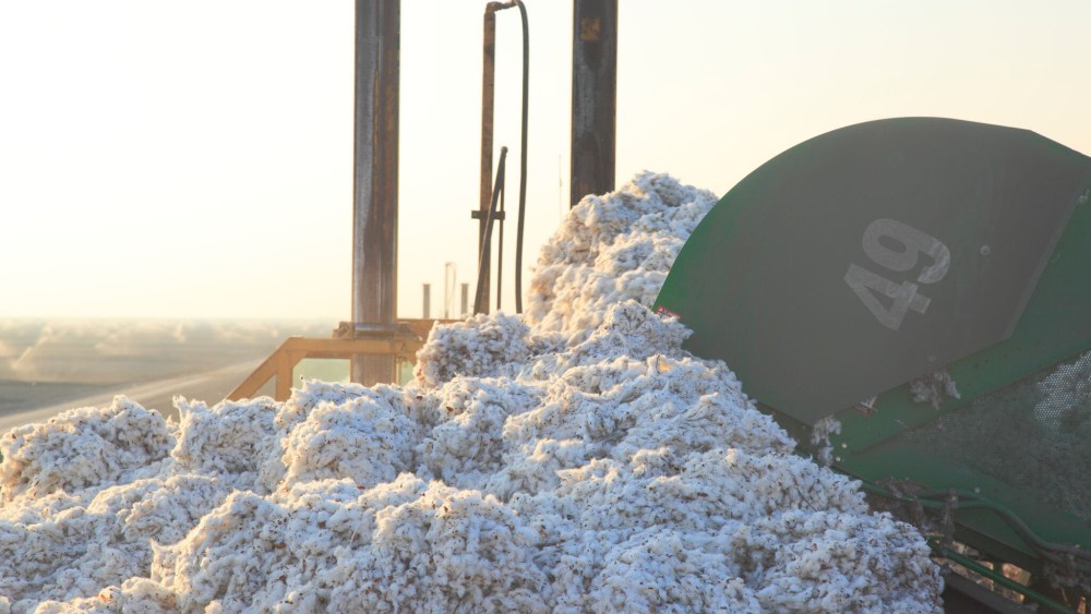 Supima Cotton