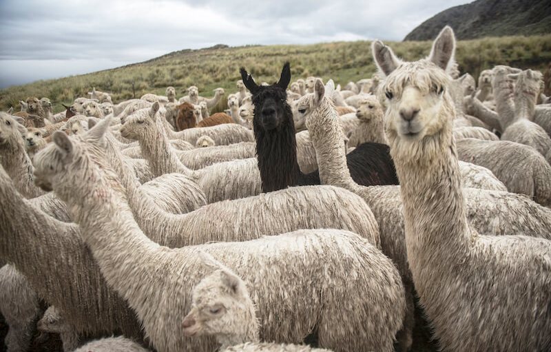 Peruvian Alpaca