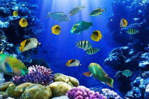 "The colors and vitality of the ocean are amazing. It's the opposite of Mars. The collection is loosely based on Donovan's hit song from 1968, and Plato's description of Atlantis in 368 AD. The 'Atlantis' collection is really a metaphor within a fashion show." – Nick Graham