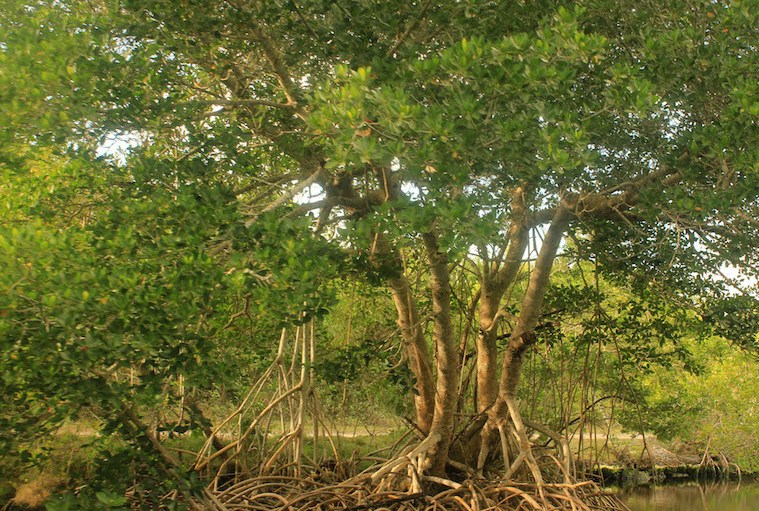 Artistic Fabric & Garment Industries Plants 27,000 Trees Reduce Its Carbon Footprint