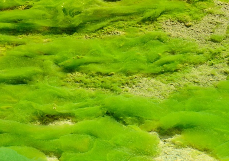 The Future of Footwear is Algae