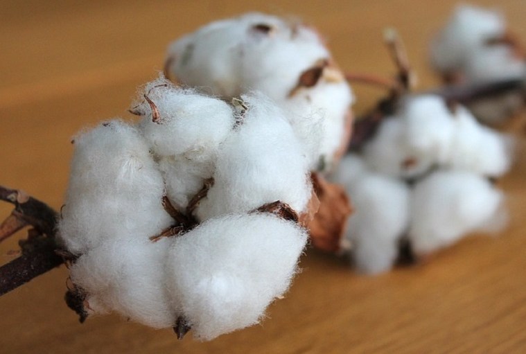 Cotton Inc. Talks Alternative Facts & Sustainability