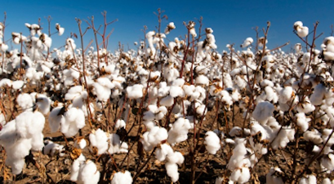 Levi’s Focuses on Sustainable Cotton Production with BCI