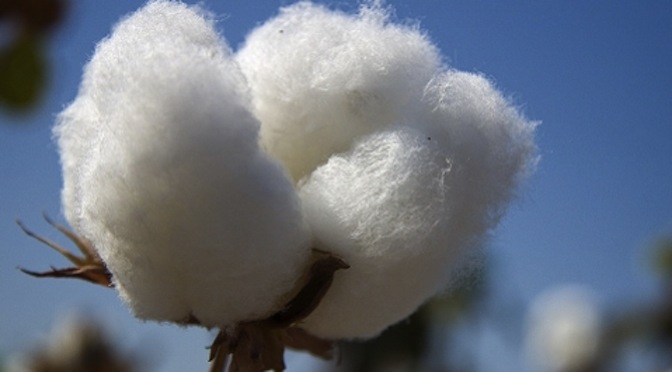 Better Cotton Usage Grows as BCI Advances Sustainability Goals