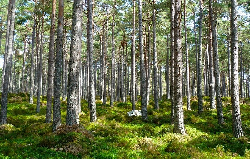 forest conservation