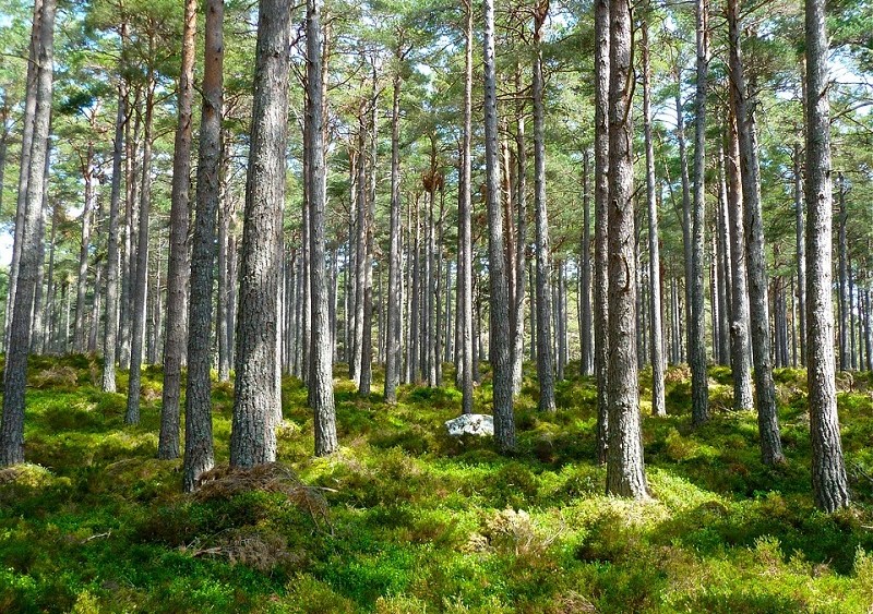 forest conservation