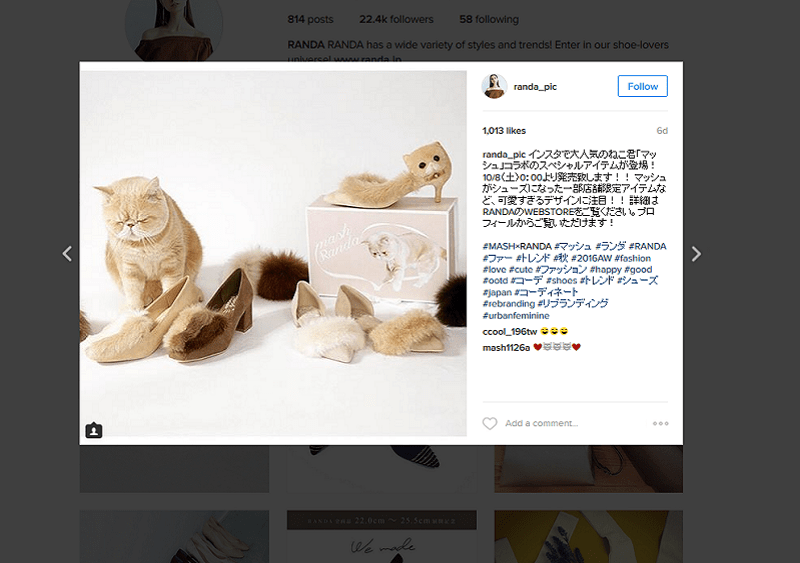 Japanese Insta Celeb Cat Gets Own Shoe Line