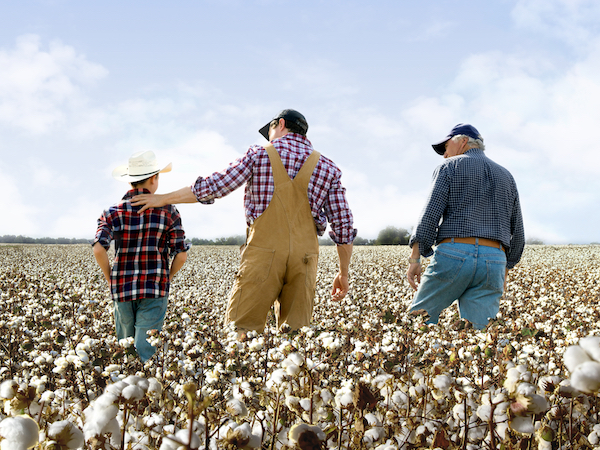 COTTON USA cotton farm