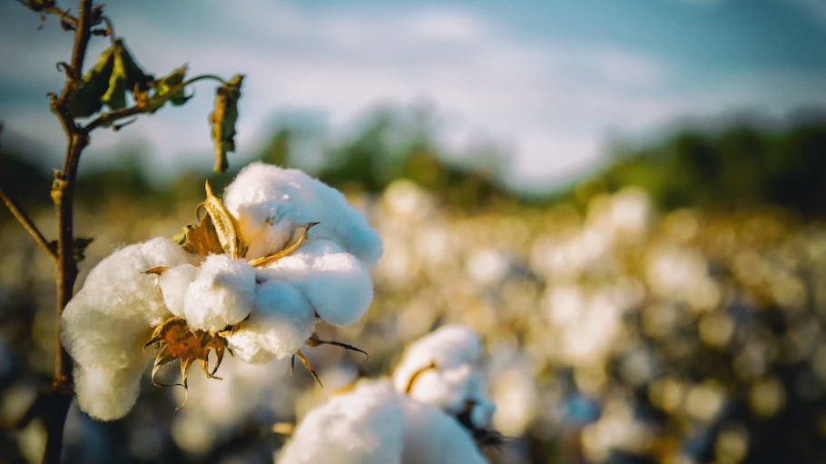 Cotton farm
