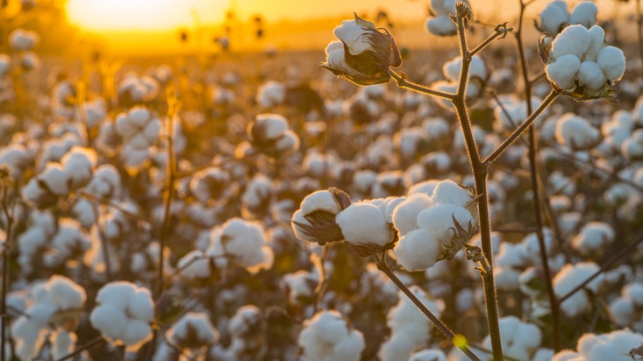 cotton prices