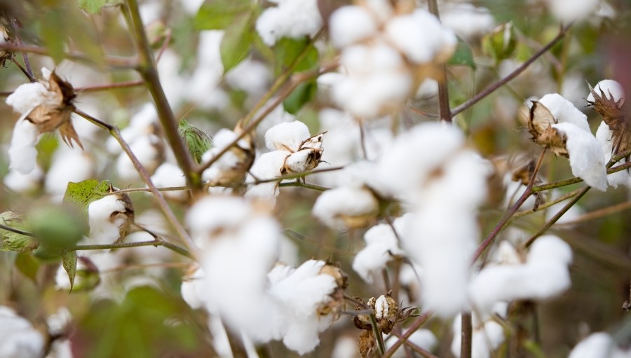 cotton