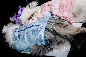 The scene at the Cat Fashion Show.