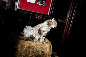The scene at the Cat Fashion Show.