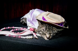 The scene at the Cat Fashion Show.