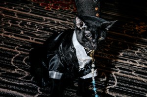 The scene at the Cat Fashion Show.