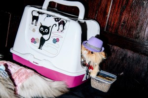 The scene at the Cat Fashion Show.