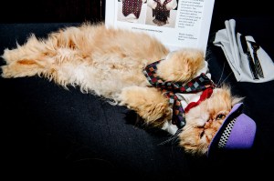 The scene at the Cat Fashion Show.