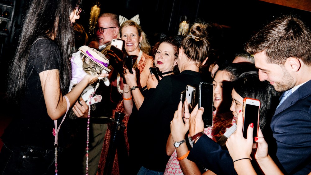 The scene at the Cat Fashion Show.
