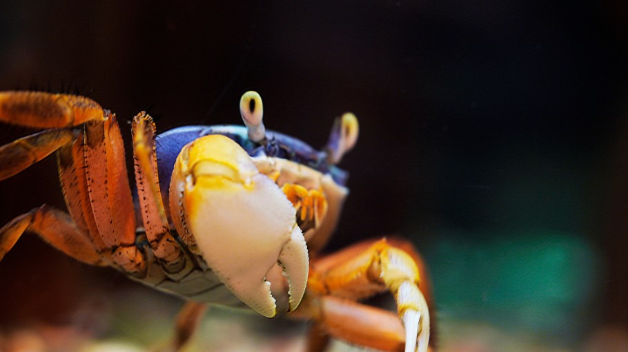 Researchers Create Biodegradable Plastic from Crab Shells, Tree Fibers
