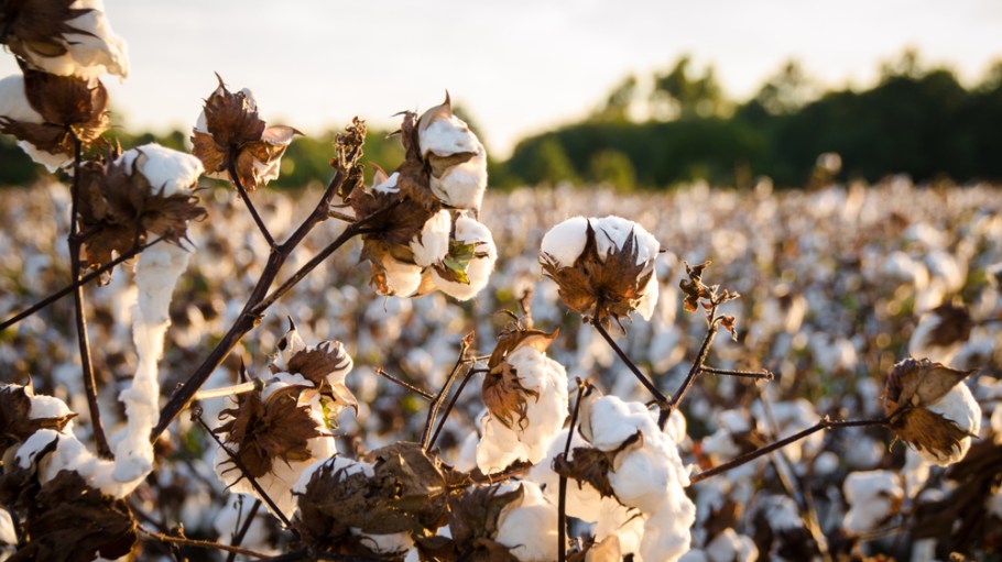 Primark Exports Sustainable Cotton Program to Second Region