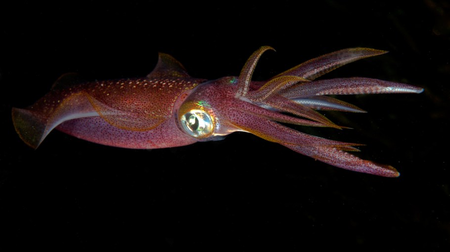 Squid Teeth Could Hold the Secret to Reducing Microplastic Pollution