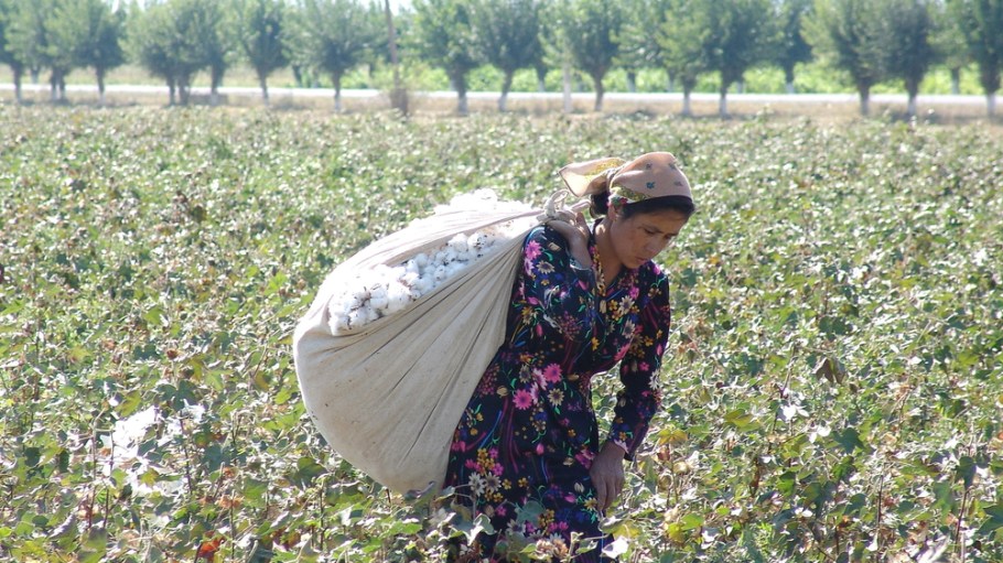 cotton