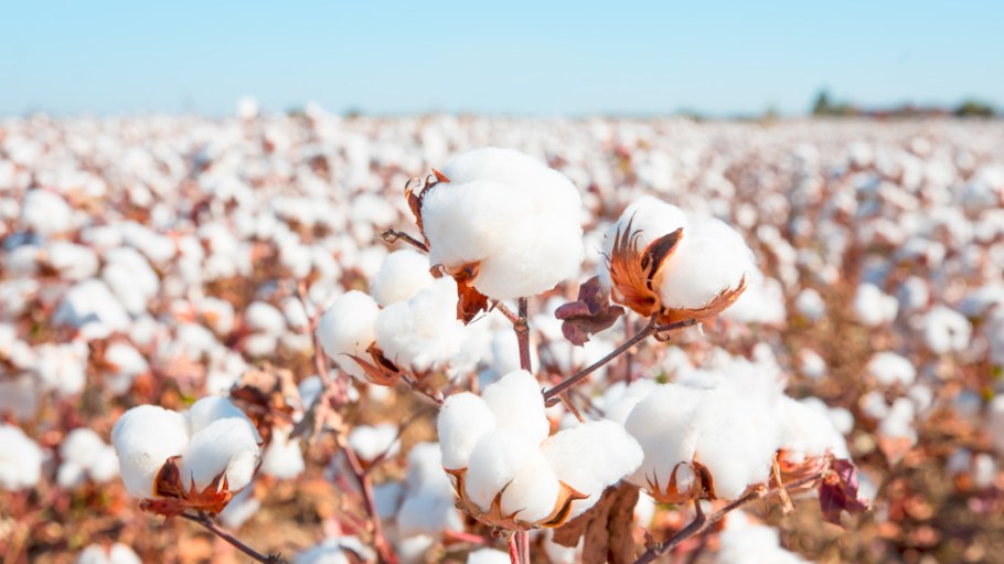 cotton