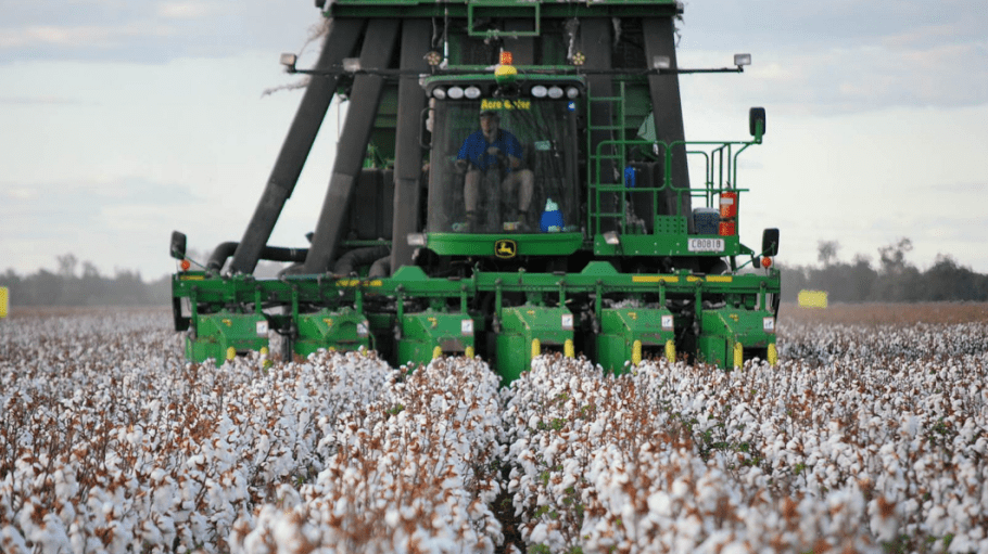 cotton