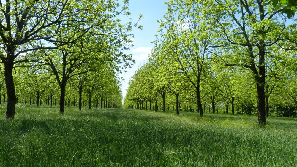 An example of agroforestry