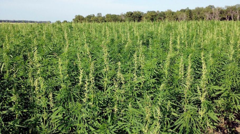 DNA Testing Could Help Save Hemp Growers Time, Money, Frustration