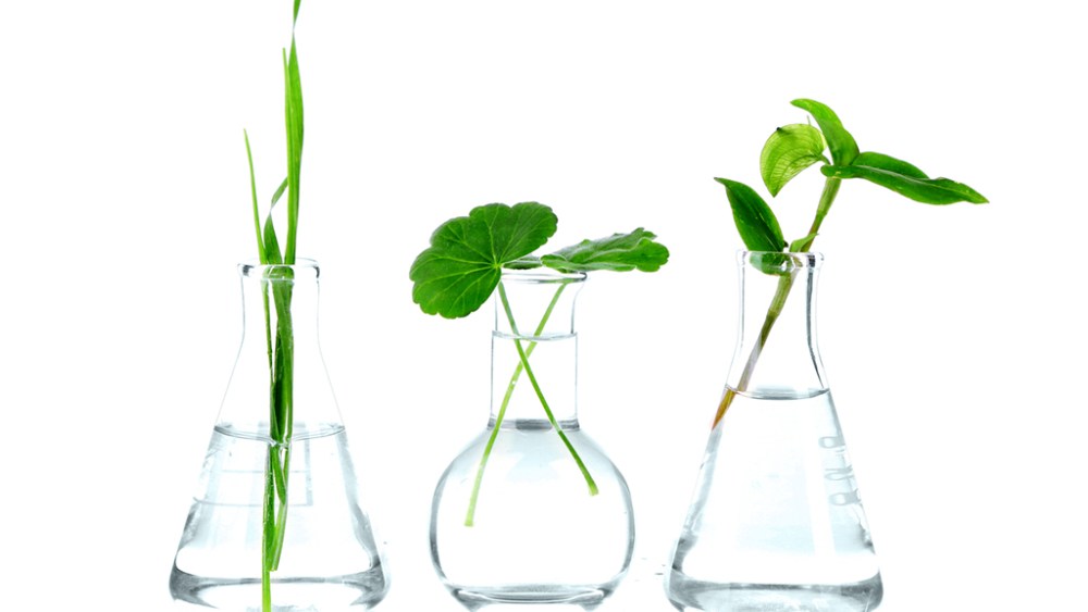 Plants in test tubes, isolated on white; Shutterstock ID 205939777