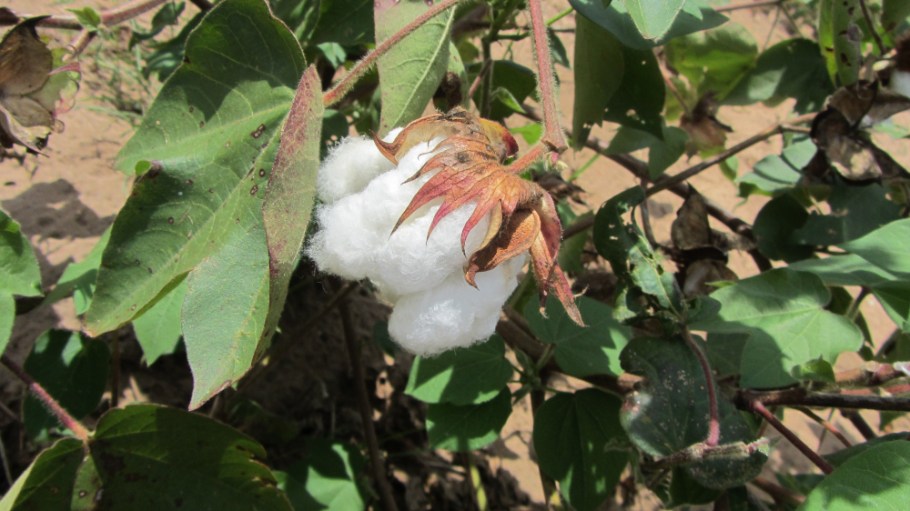In its heyday, Kenya produced 200,000 bales of cotton lint annually. Today it’s down to merely a tenth of that.
