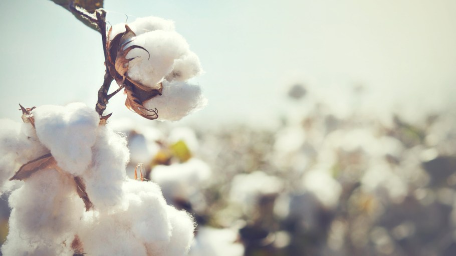 organic cotton
