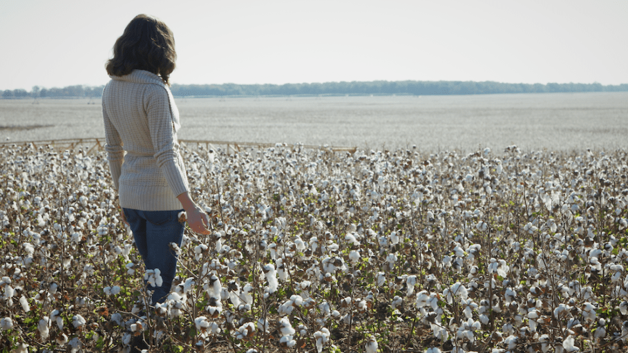 Sustainability of Cotton: 5 Common Myths Debunked