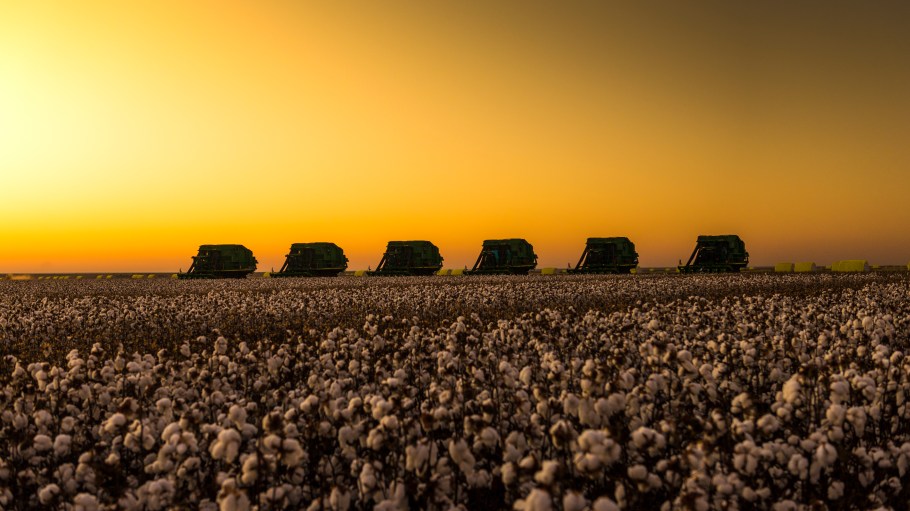 Cotton
