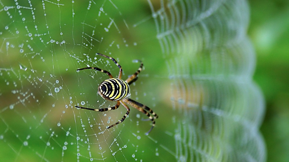 Scientists Engineer Spider Silk for Performance Apparel