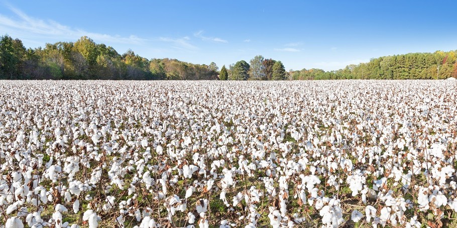 u.s. cotton crop yield forecast