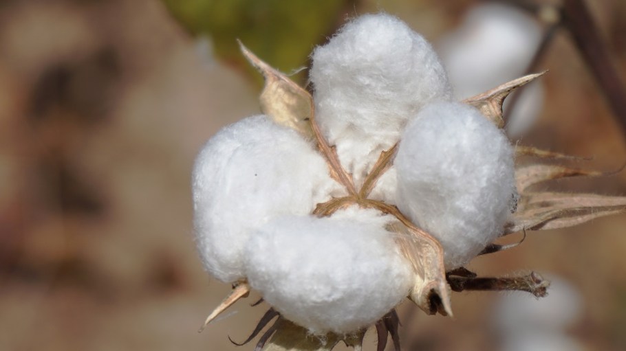 nigeria cotton gmo textile supply chain
