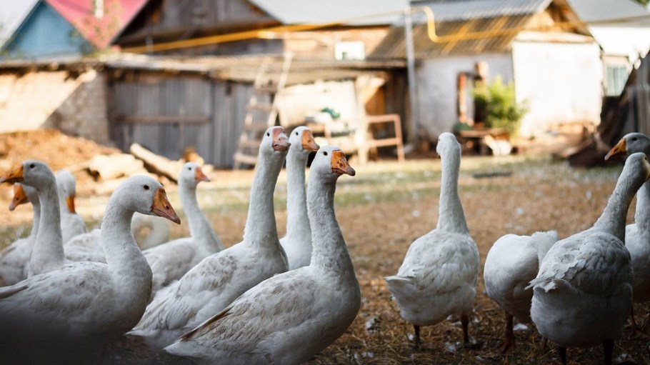 goose down animal welfare peta sourcing