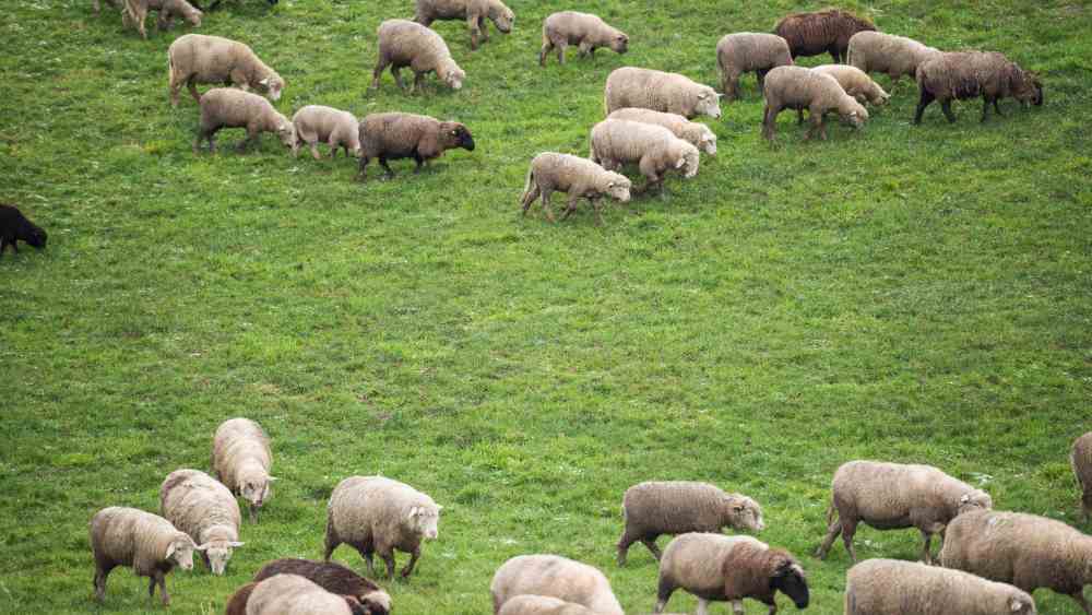 Sheep in Switzerland