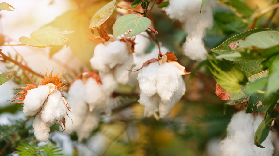 Vidalia Mills owner Dan Feibus says the coronavirus crisis makes the case for Made in USA textiles, proving frailty of global supply chains.