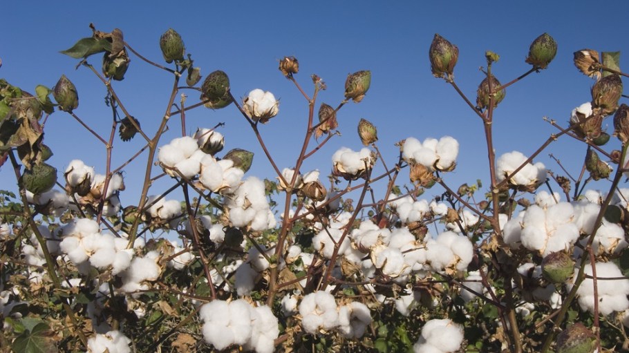 The weather this spring has been rough across the U.S. agriculture belt, and cotton farmers may have had some of the worst of it.