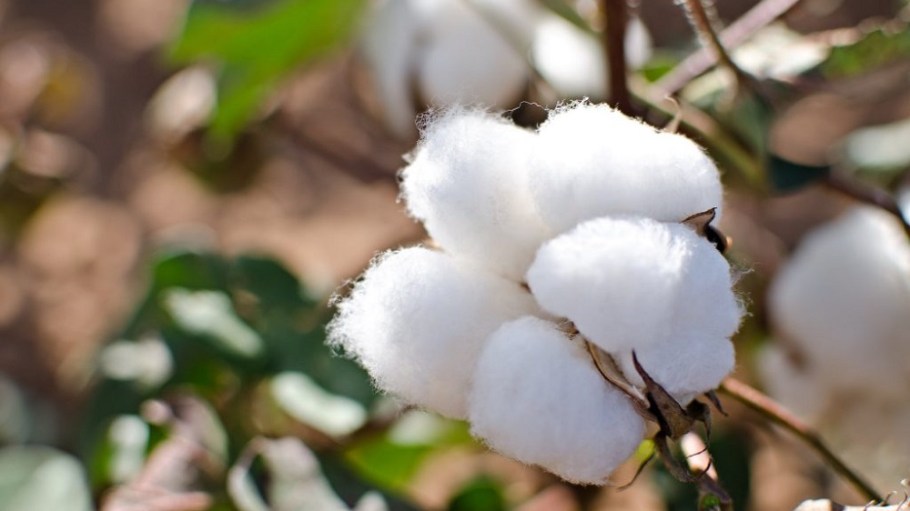 cotton